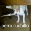 perro cuchillo