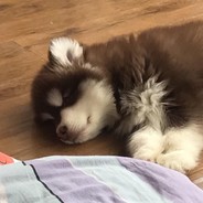 小羊怎么叫？Man！