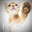 paw tuah