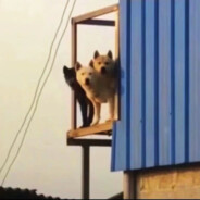 春潮带雨晚来急