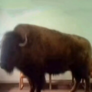 маёр барисов