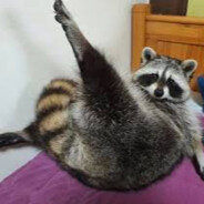 Thick Trash Panda