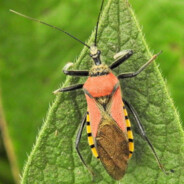 Rhynocoris segmentarius