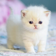 small kitten :3