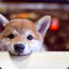 TheShibaInu