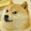 Shibe