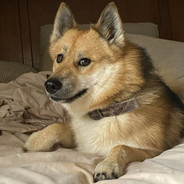 Doge 2: Electric Boogaloo