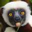 Szaboomafoo