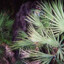 The Skunk Ape