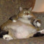 fat cat