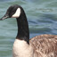 Silly Goose