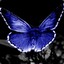 DarkBlueButterfly