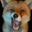 Furious Fox