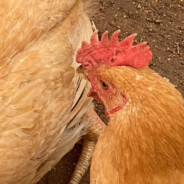 男子汉大屁股。