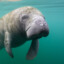 Manatee