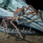 Japanese Spider Crab