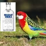 RUSKYPARROT