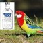 RUSKYPARROT