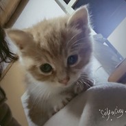 卸甲卸甲郑春华