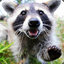 Raccoon_HD