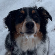 Ziva avatar