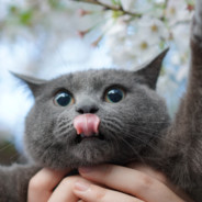 ウィクショナリーのス