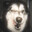 Kashino0o