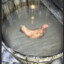 Xellian