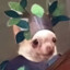 Canela seca