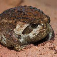 dingusfrog