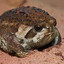 dingusfrog