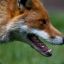 Rfoxo