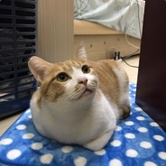 杏仁喵喵