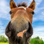 Horse with a keyboard (REAL)
