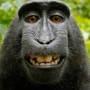 monkey
