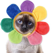 Pimao avatar