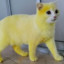 Gato Amarelo