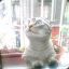 dRuida^^