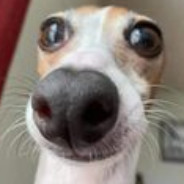 snootboop