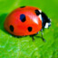 Ladybug77