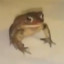 Thefrog