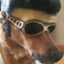dog presley