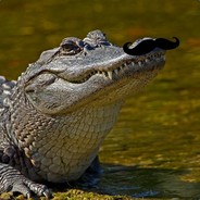 Interior Crocodile Alligator