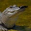 Interior Crocodile Alligator