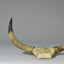 Ox Horn