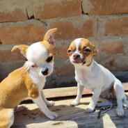 Chihua-Caroline - steam id 76561197960534775