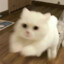 cc大宝贝