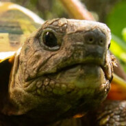 Ultimate100's avatar