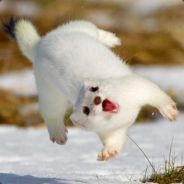 WiredWeasel