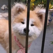 一头老牛扭啊扭